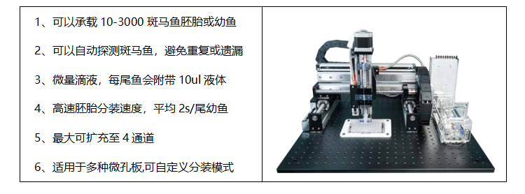 舟山斑马鱼